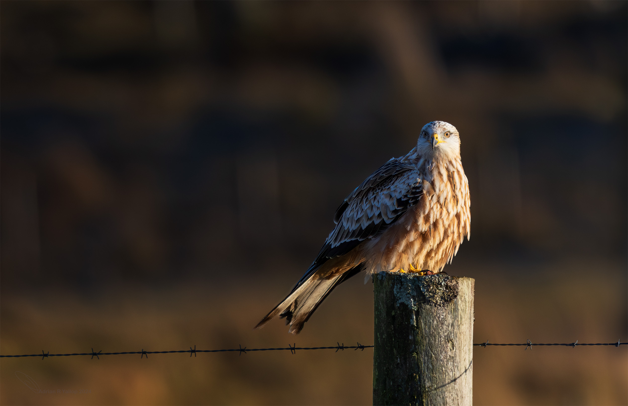 Red kite milvus sitting on post winter sun